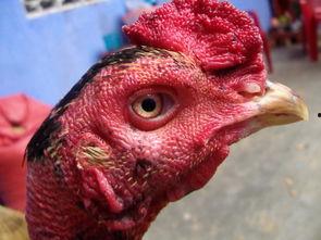 国产老鸡露脸视频,揭秘神秘幕后故事